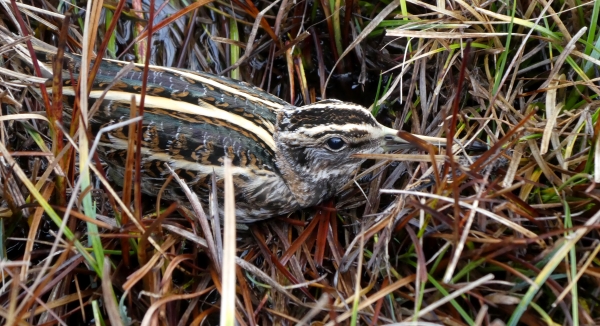 Zwergschnepfe im Murnauer Moos (Foto: H. Liebel)