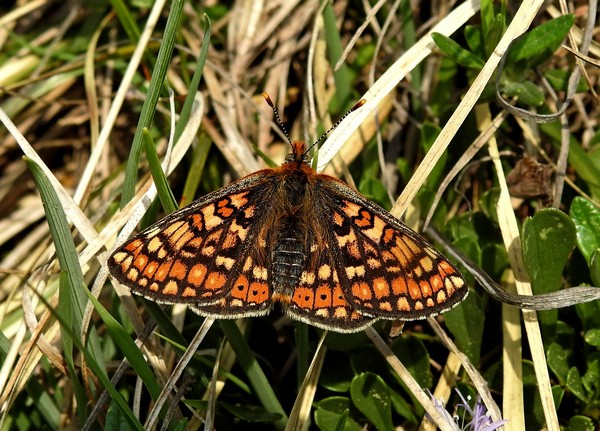 Euphydryas aurinia, mit Trivialnamen auch Goldener- bzw. Skabiosen-Scheckenfalter genannt, ist im Murnauer Moos und den Mooren des bayerischen Voralpenlandes noch regelmäßig und lokal auch häufig anzutreffen.