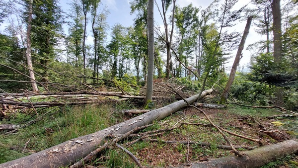 Windwurf im seit 2022 bestehenden Naturwaldreservat 