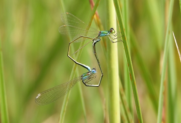 Paarungsrad der Zwerglibelle in einem Großseggenried