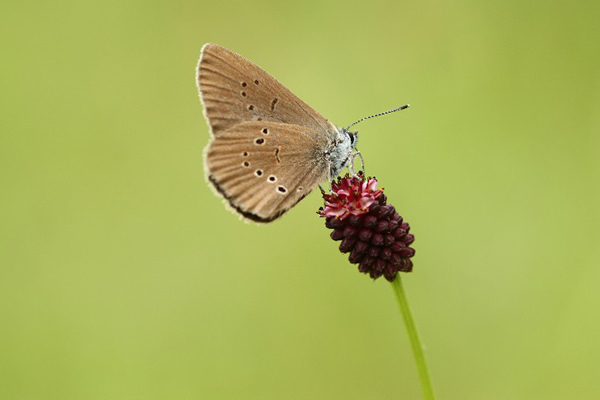 Dunkler Wiesenknopf-Ameisenbläuling