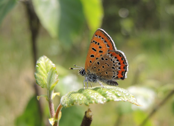 Blauschillernder Feuerfalter