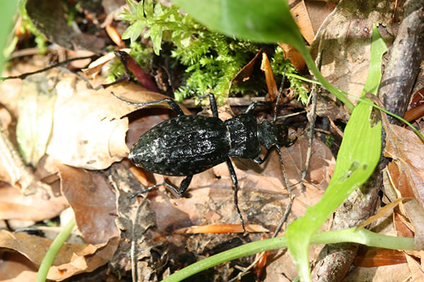 Grubenlaufkäfer