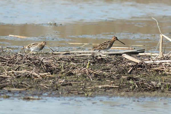 Bekassine (Gallinago gallinago)