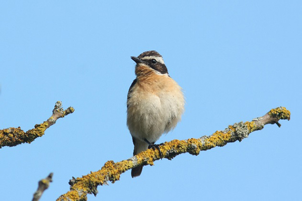 Braunkehlchen (Saxicola rubetra)