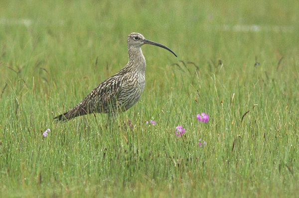 Großer Brachvogel (Numenius arquata)