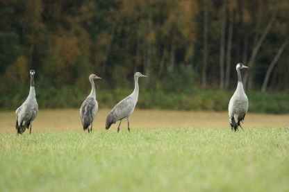 Kranich (Grus grus)