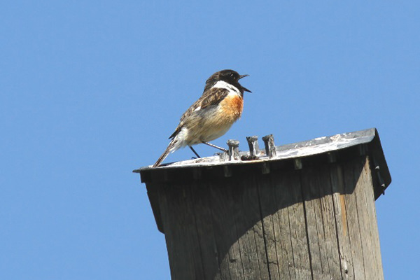 Schwarzkehlchen (Saxicola torquatus)