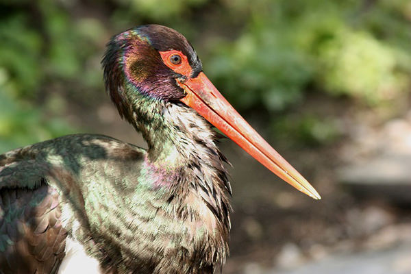 Schwarzstorch (Ciconia nigra)