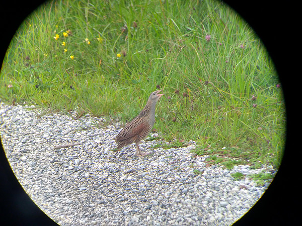 Wachtelkönig (Crex crex)