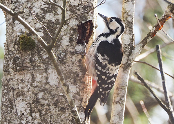 Weißrückenspecht (Dendrocopos leucotos)