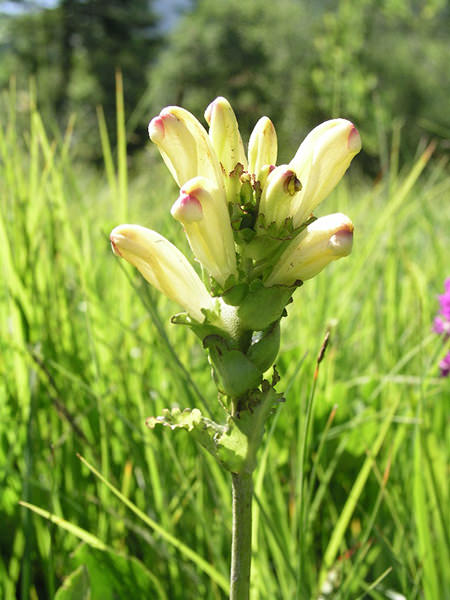 (Pedicularis sceptrum-carolinum)