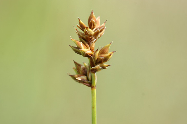 Torfsegge (Carex heleonastes)