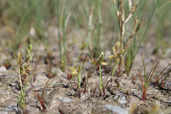 Gelbes Zypergras (Cyperus flavescens)