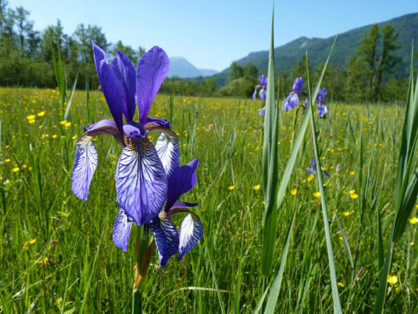 Sibirische Schwertlilie (Iris sibirica)