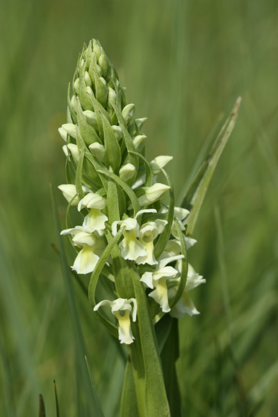 Strohgelbes Knabenkraut (Dactylorhiza ochroleuca)