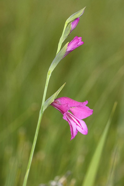 Sumpfgladiole (Gladiolus palustris)