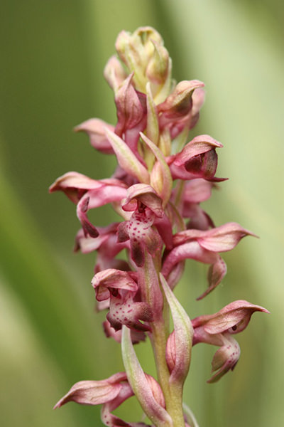 Wanzenknabenkraut (Anacamptis coriophora)