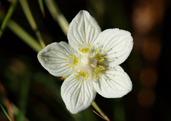 Das Sumpfherzblatt (Parnassia palustris) 