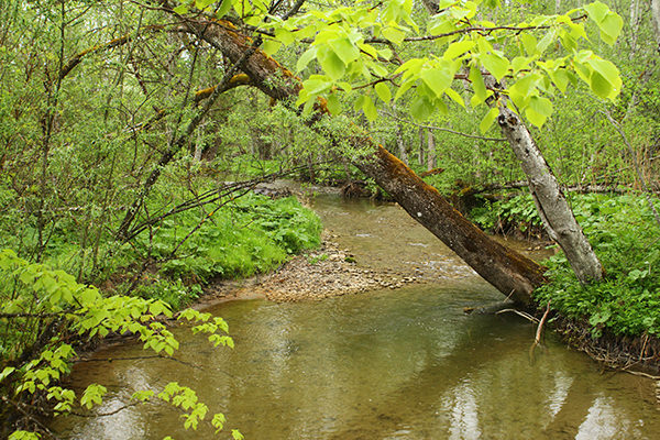 Lindenbachaue 