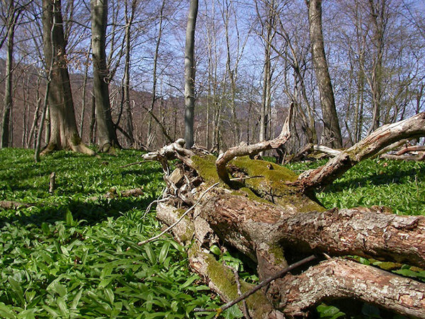 Totholzreicher Laubwald