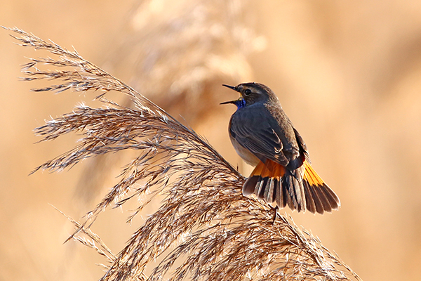 Blaukehlchen